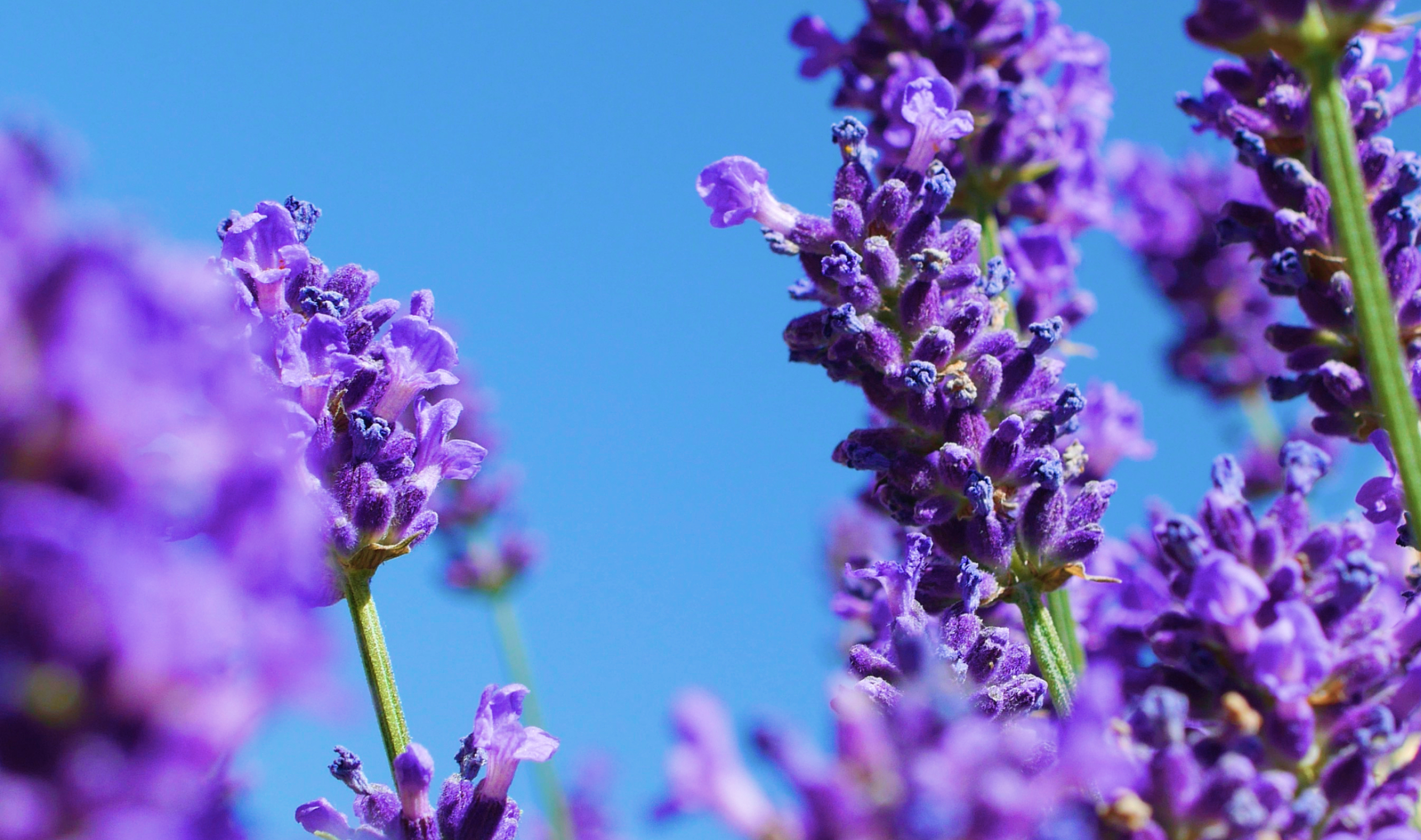 Lavender sprigs against blue sky