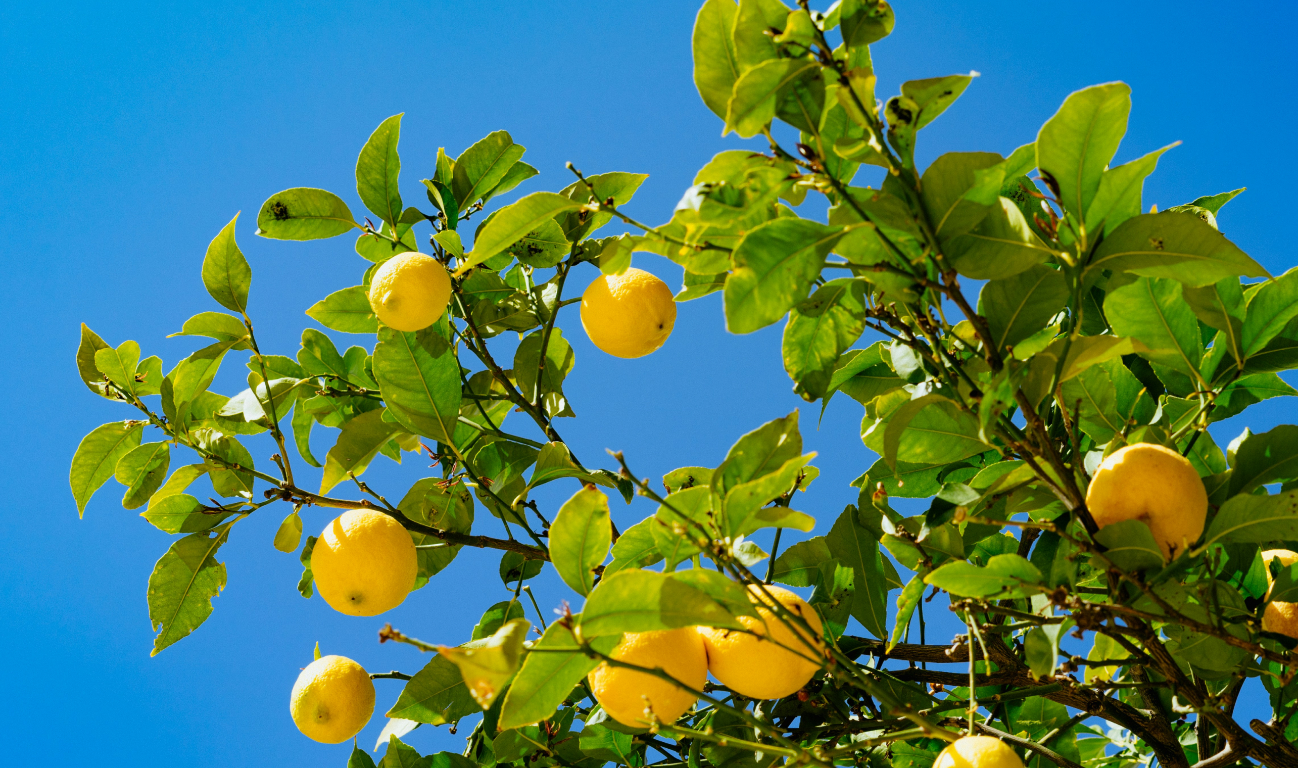 Lemon Branches against Blue Sky