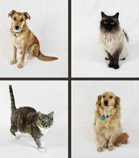 National-Pet-Week
