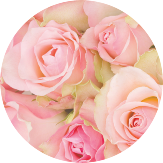 Bouquet of pink roses