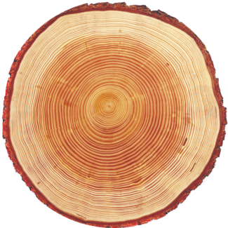 Cedar wood slice