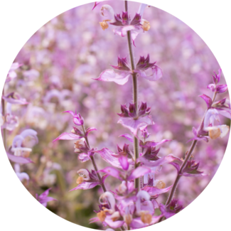 Clary Sage blossoms