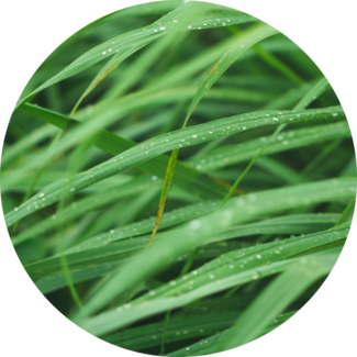 Blades of lemongrass