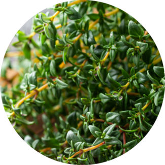 Thyme Sprigs