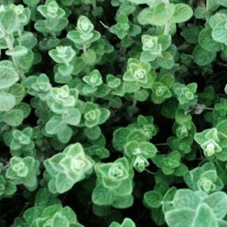 Thymol